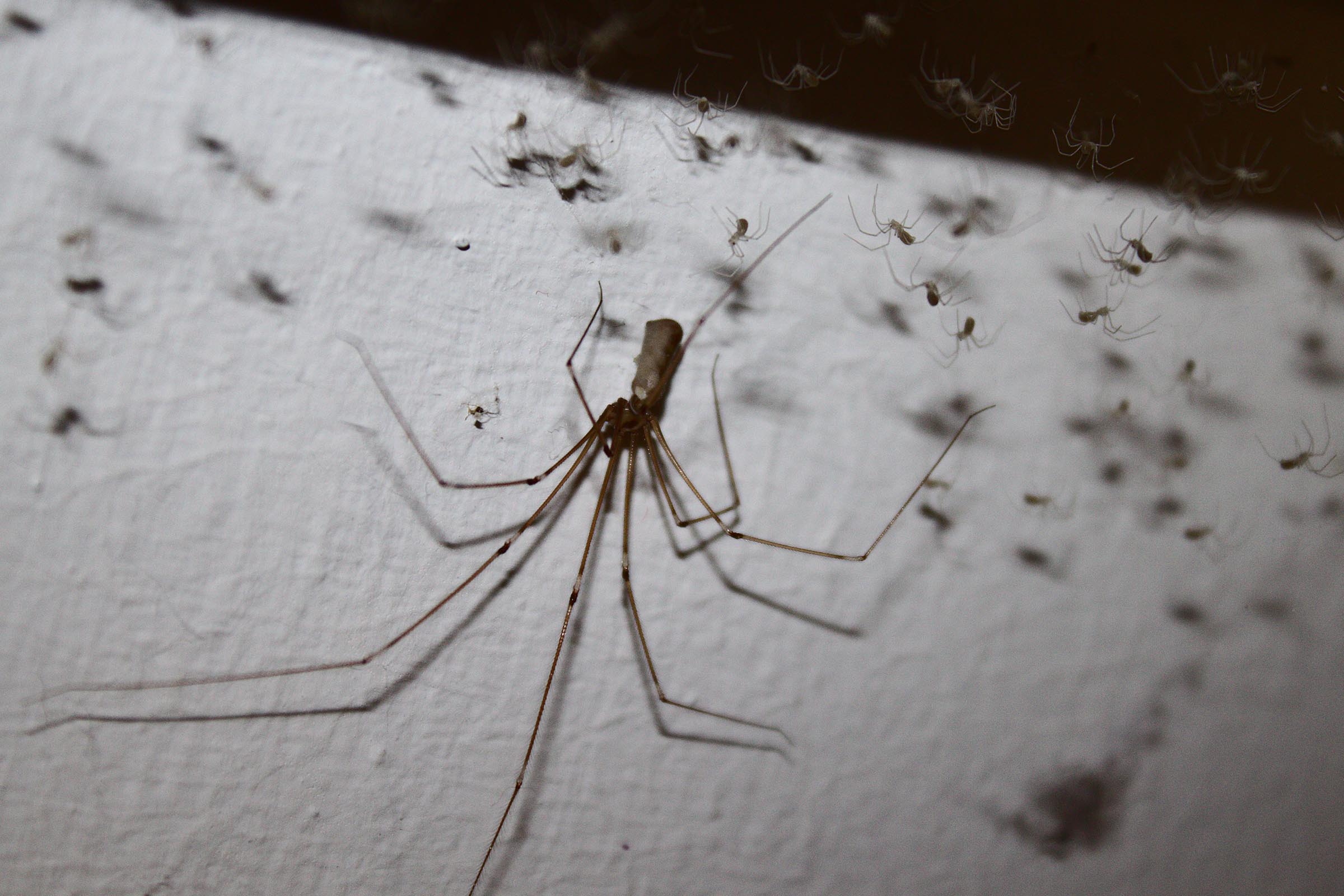 are cellar spiders harmful (1)