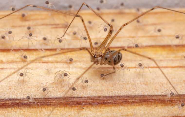 are cellar spiders harmful (2)