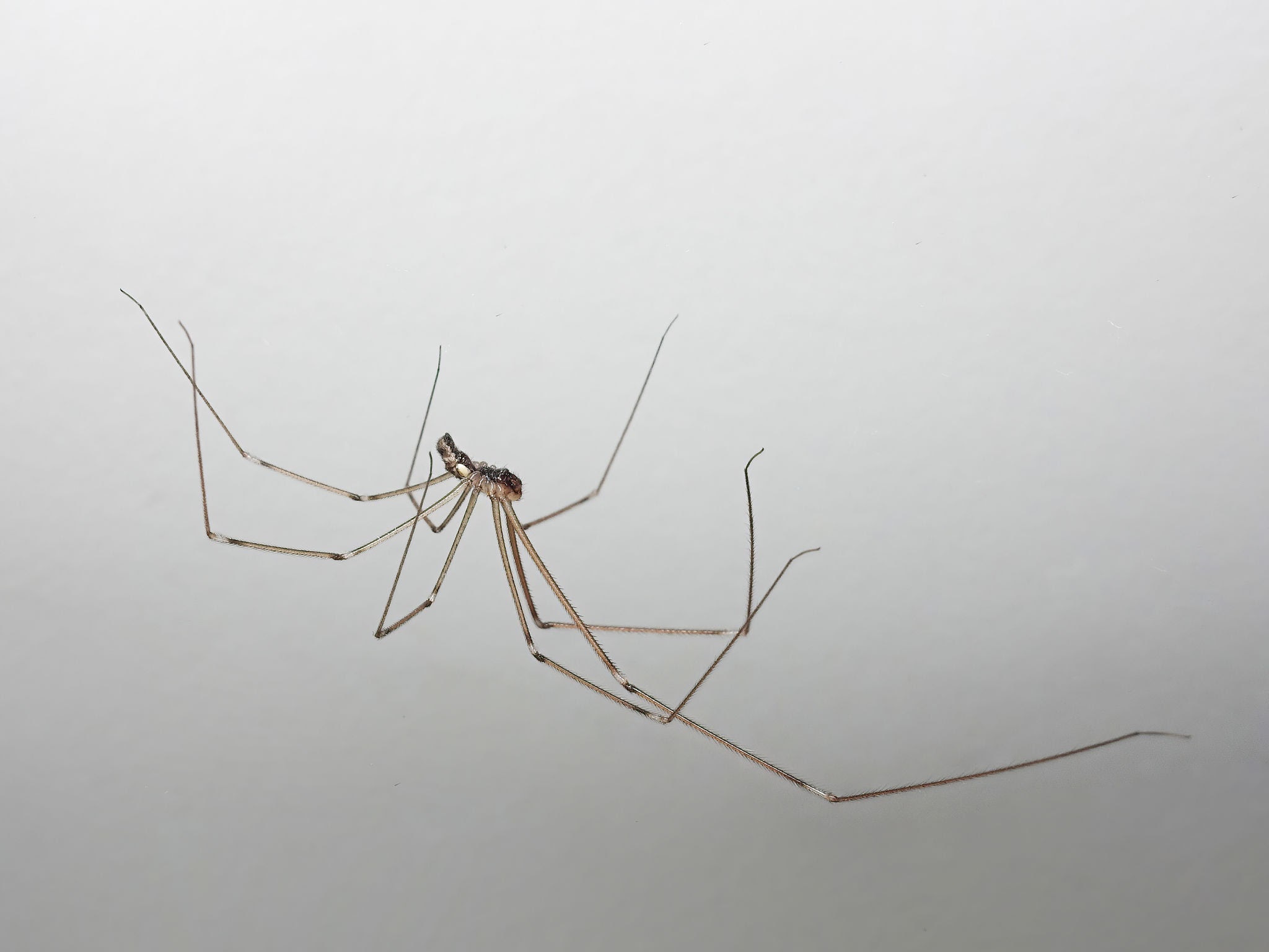 pholcidae also known as cellar spider on the white wall