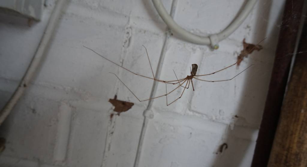 are cellar spiders harmful (4)