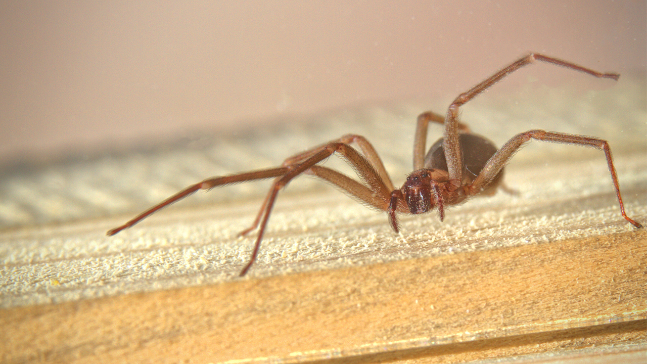 brown recluse spider