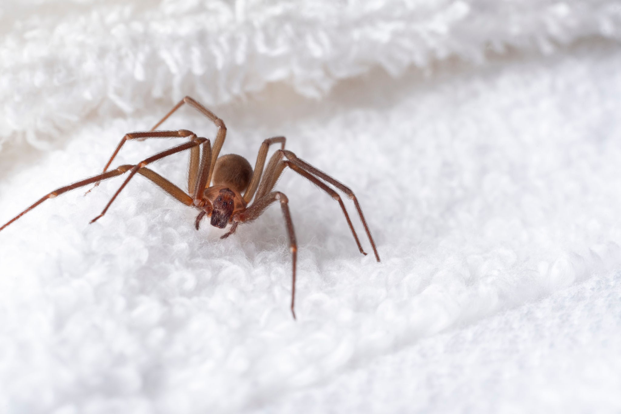 brown recluse spider