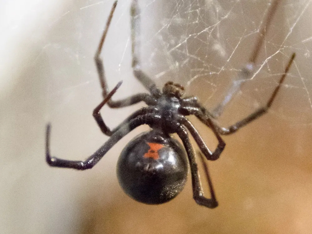 fun facts about black widow spiders