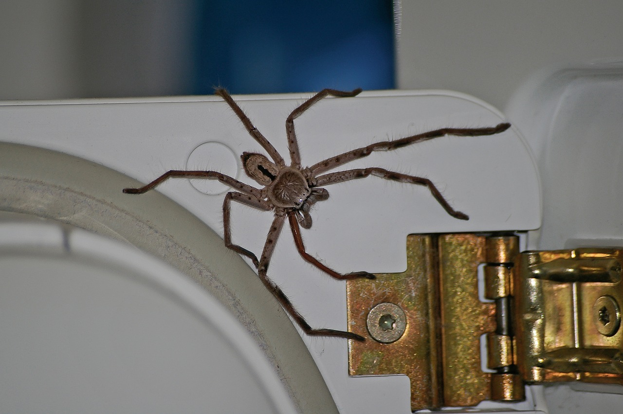 world's biggest huntsman spider size - Spider Pedia