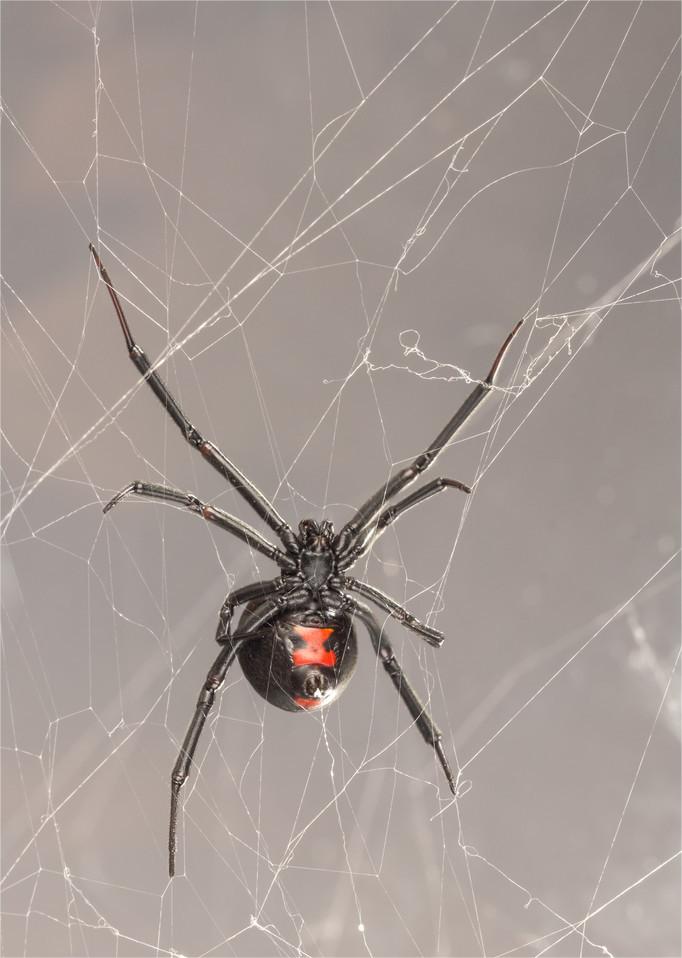 how poisonous are widow spiders