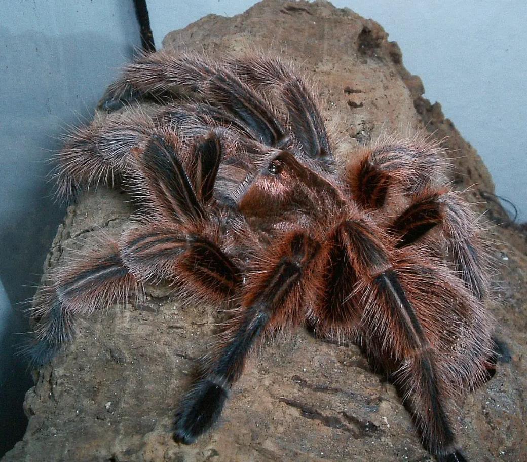 how to take care of the pet tarantulas