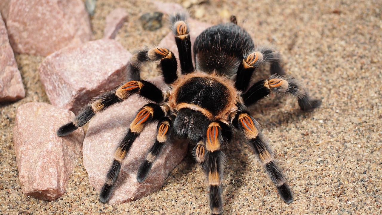 how to take care of the pet tarantulas