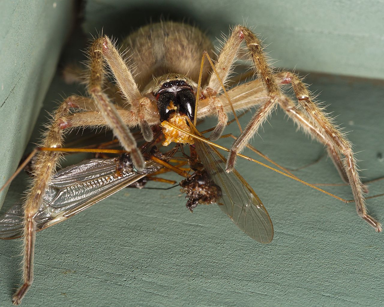 huntsman spider