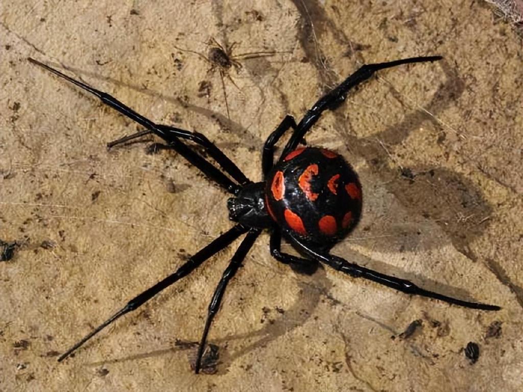 interesting things about black widow spiders