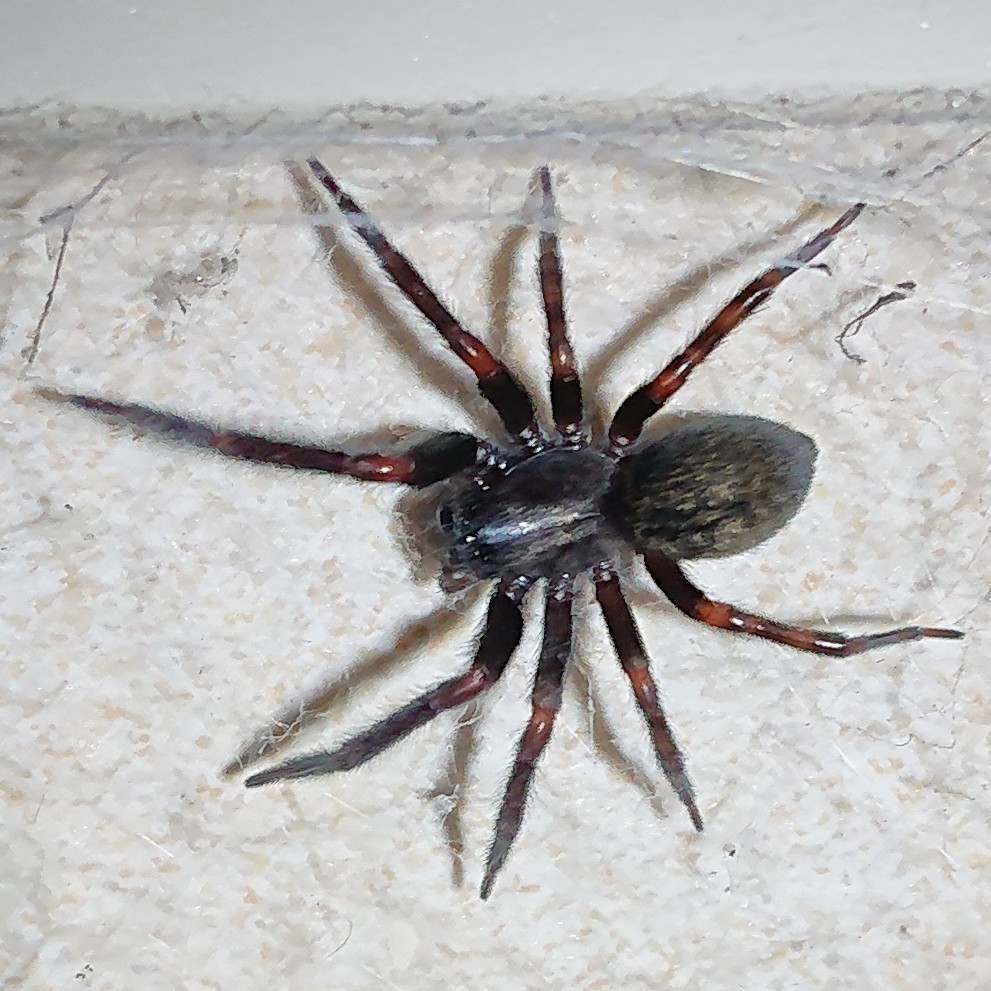 is-a-black-house-spider-poisonous-spider-pedia