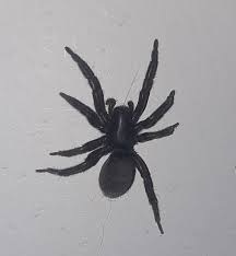 is a black house spider poisonous (2)