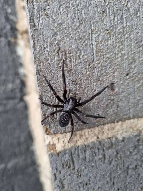 is a black house spider poisonous (3)