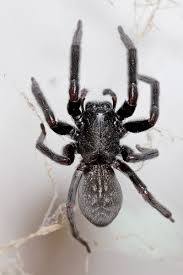 is a black house spider poisonous (4)