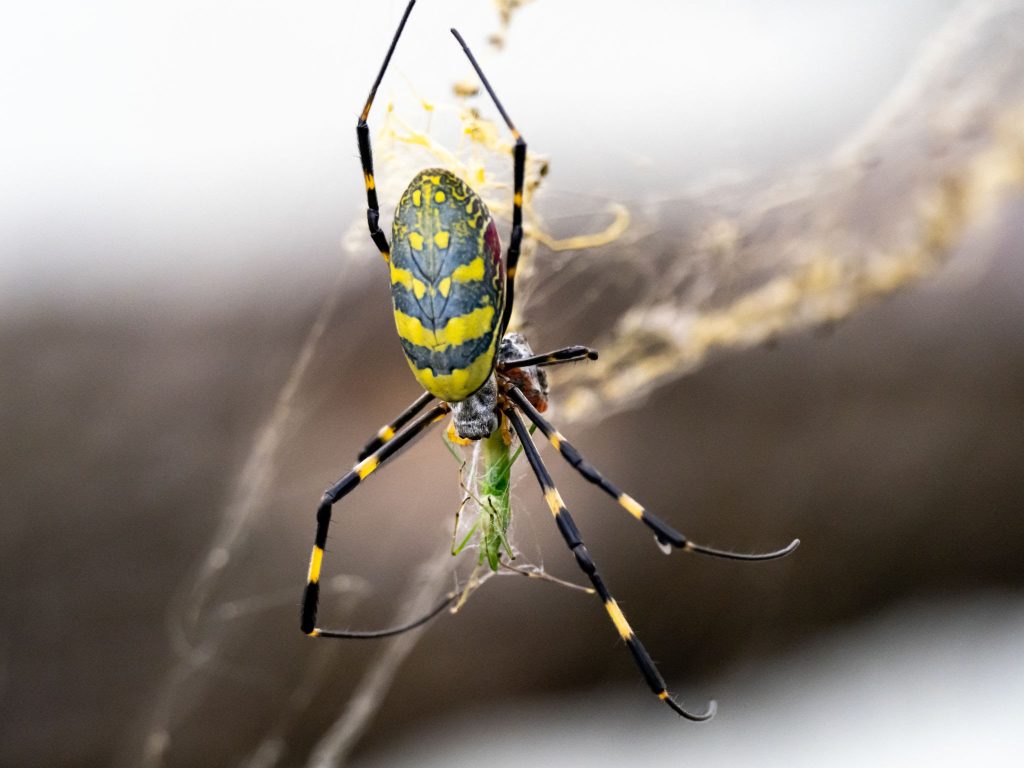 is a trichonephila clavata poisonouscan joro spiders hurt you (1)