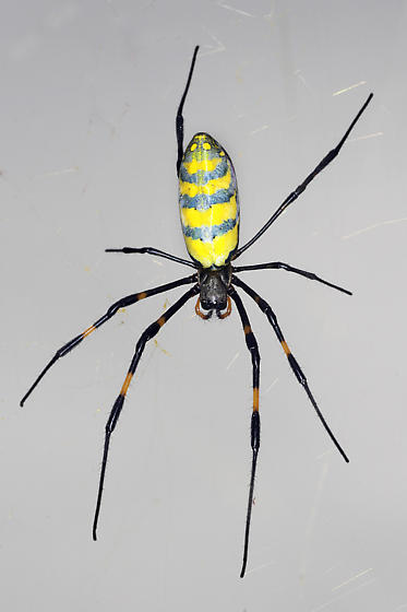 is a trichonephila clavata poisonouscan joro spiders hurt you (2)