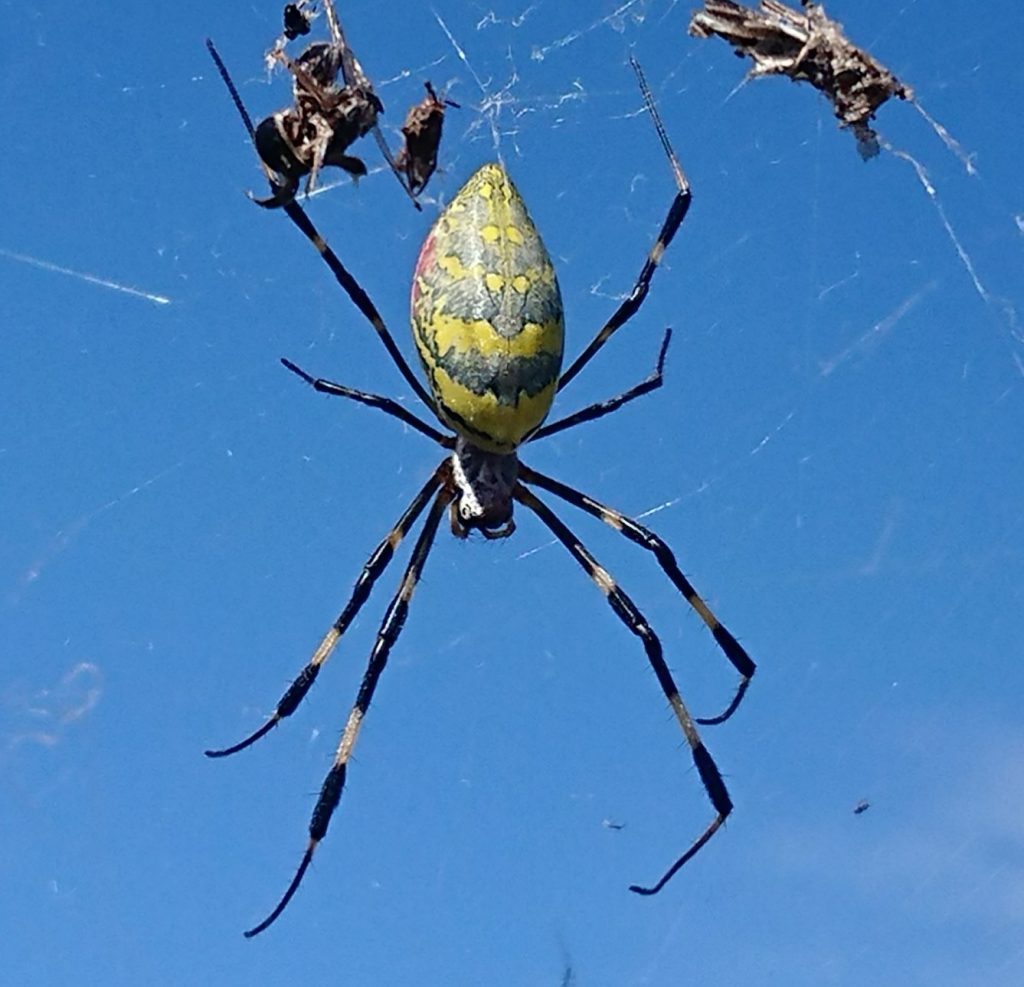 is a trichonephila clavata poisonouscan joro spiders hurt you (3)