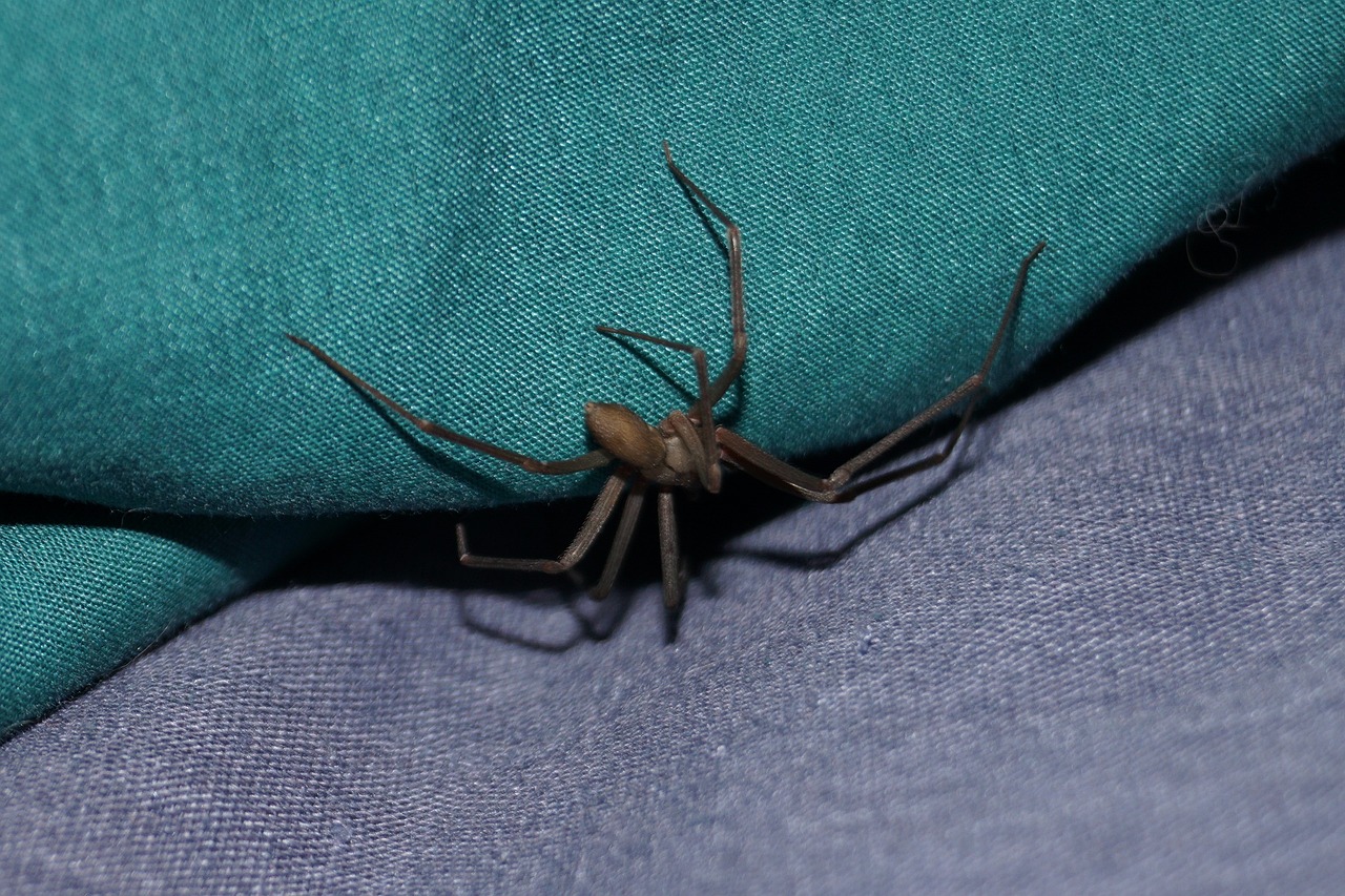 is recluse spider toxic