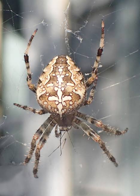 orb weaver spiders (1)