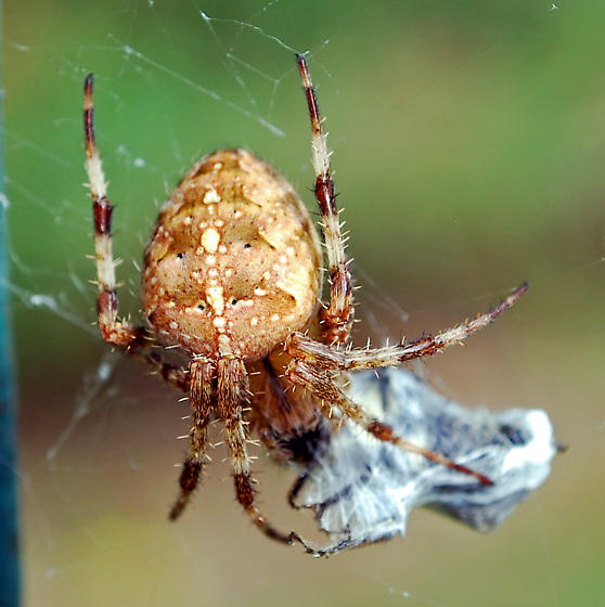 orb weaver spiders (2)