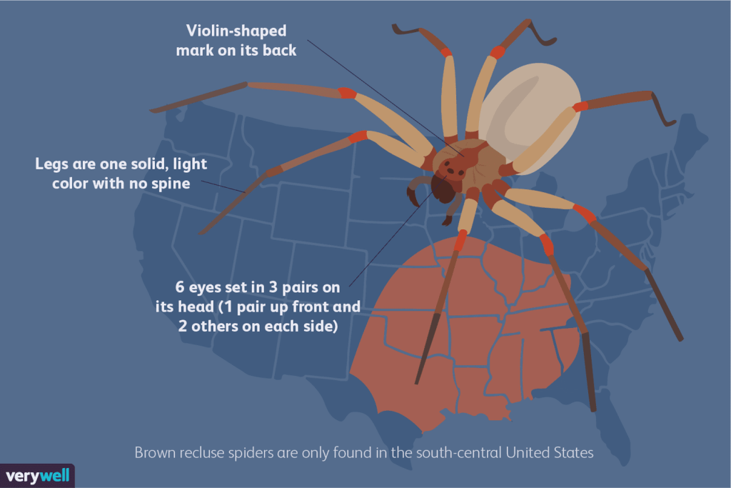 recluse spider