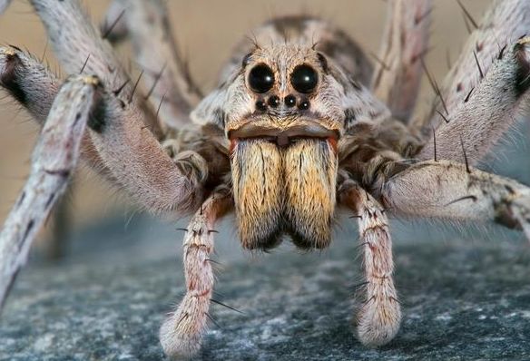 understanding the diet of tarantulas