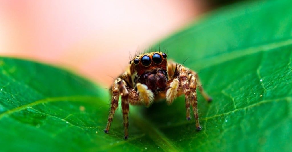 unraveling how long do jumping spiders lifespan (1)