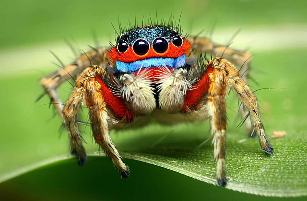 unraveling how long do jumping spiders lifespan