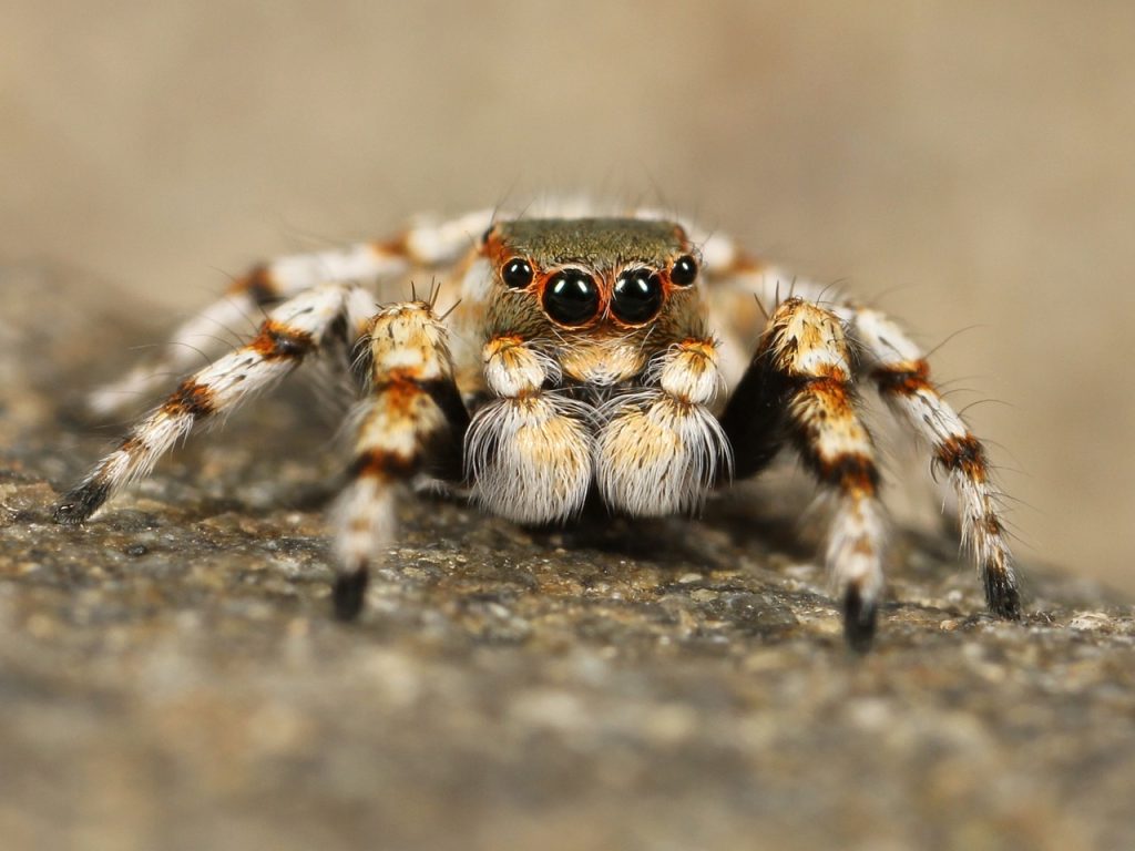 unraveling how long do jumping spiders lifespan (2)