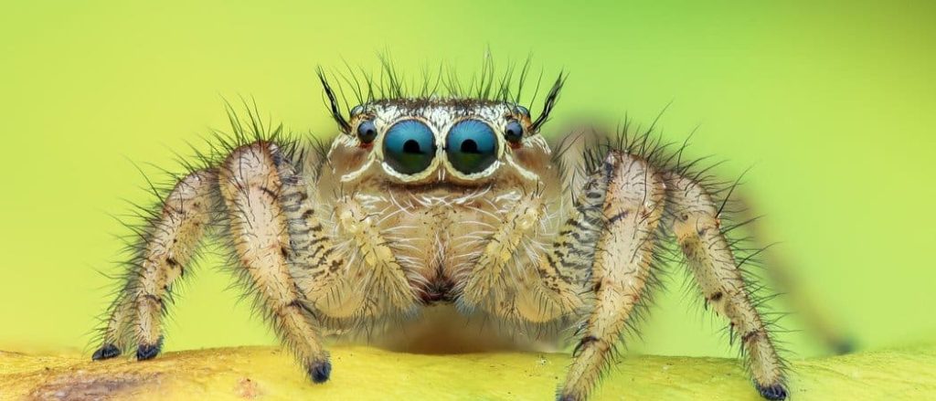 unraveling how long do jumping spiders lifespan (3)