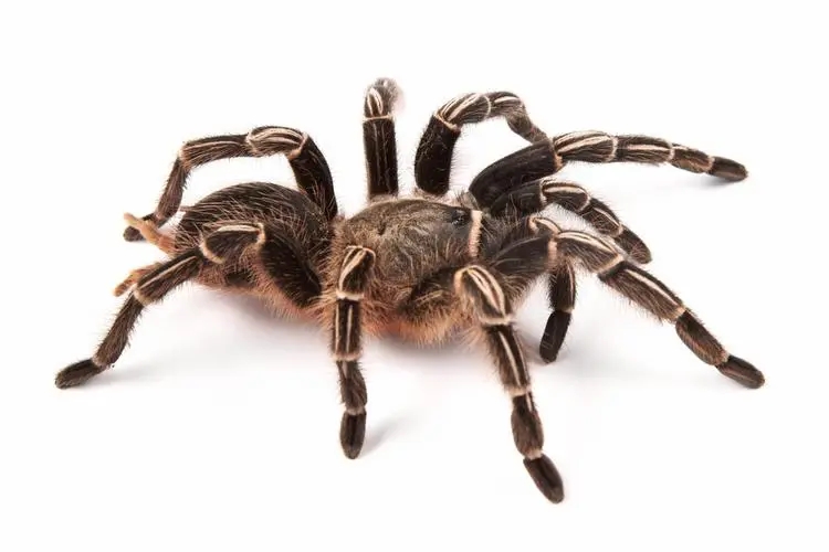 what do tarantulas eat in the wild