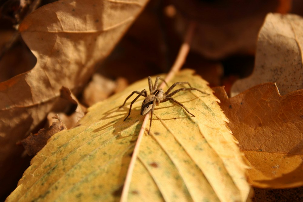 what-does-a-brown-recluse-spider-bite-look-like-spider-pedia