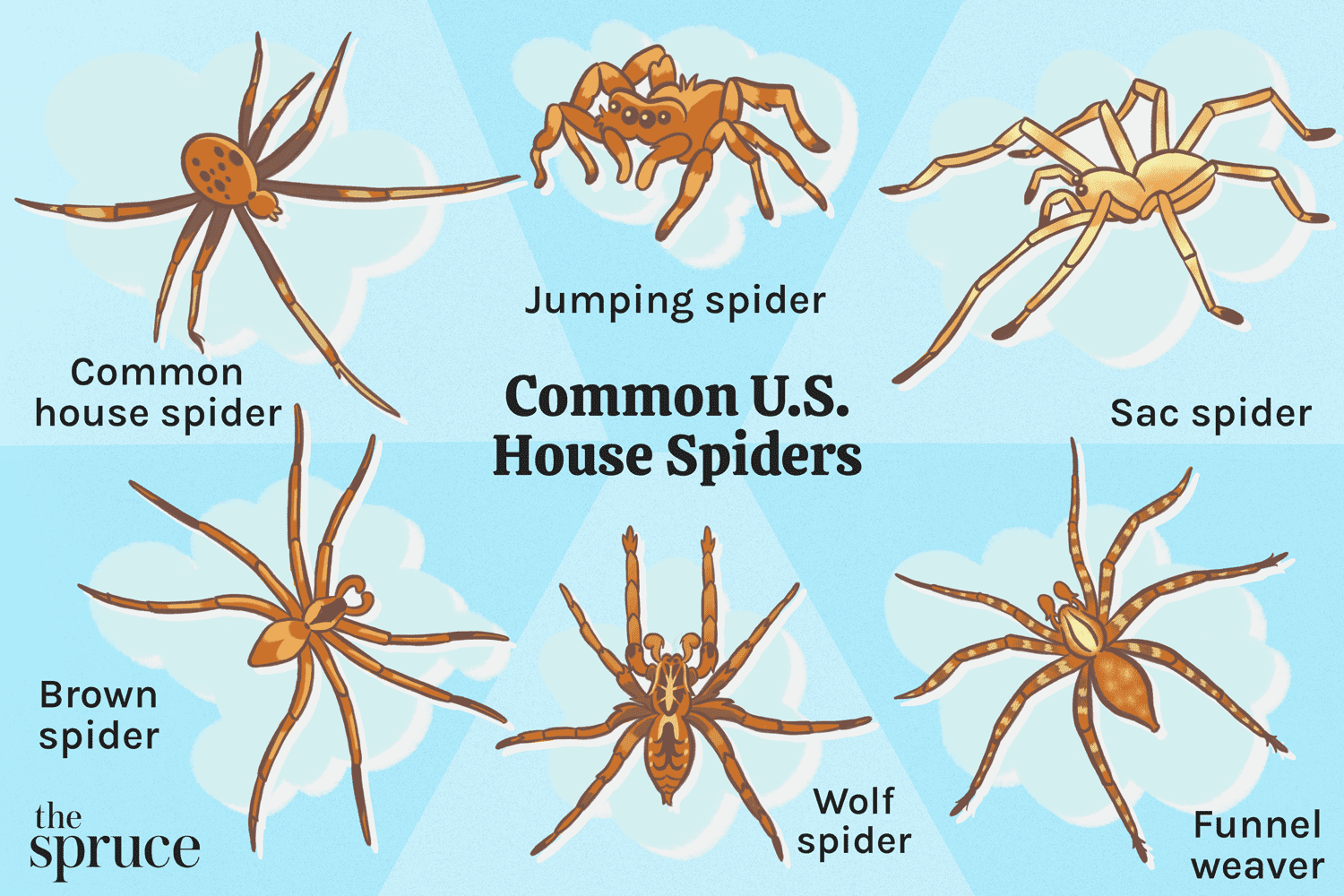 what should i do if the common house spider bites (1)