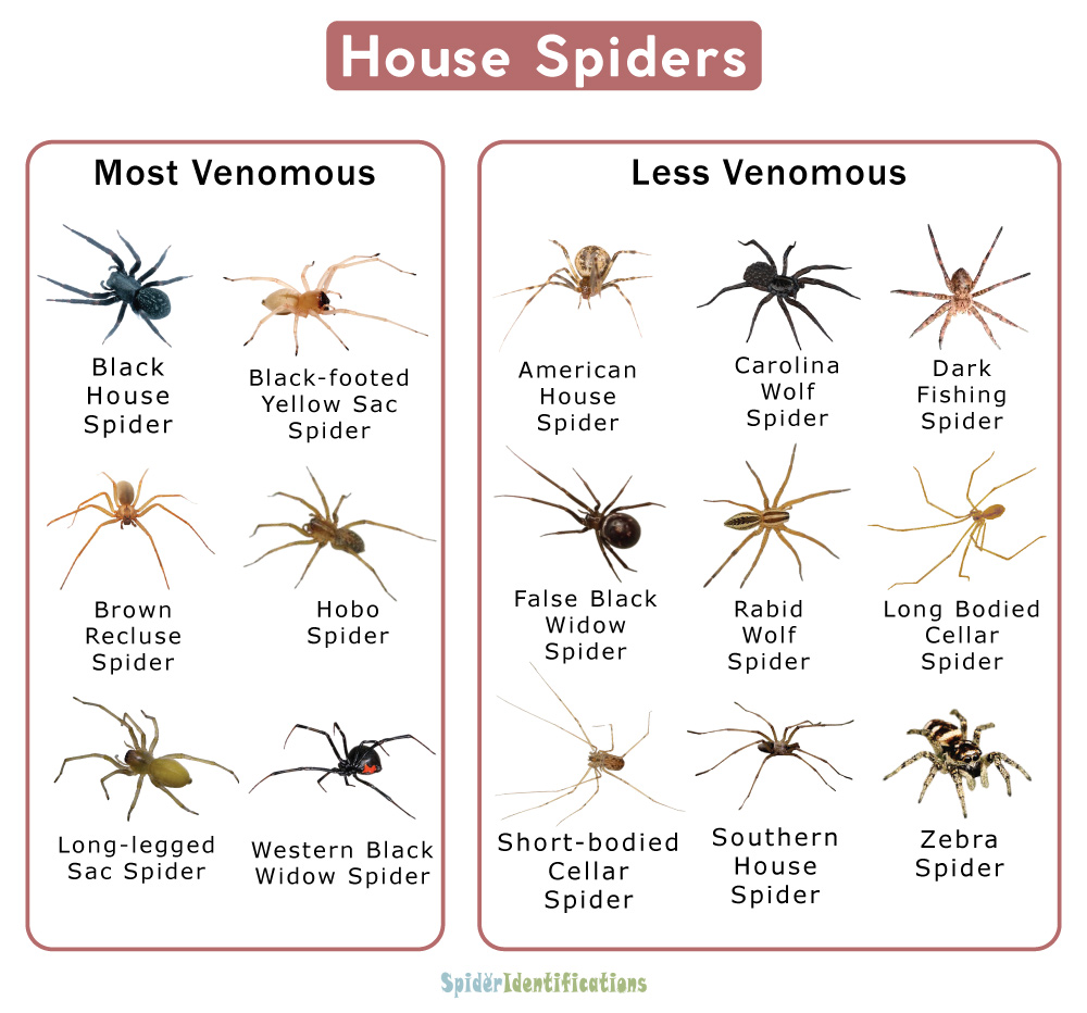 what should i do if the common house spider bites (3)