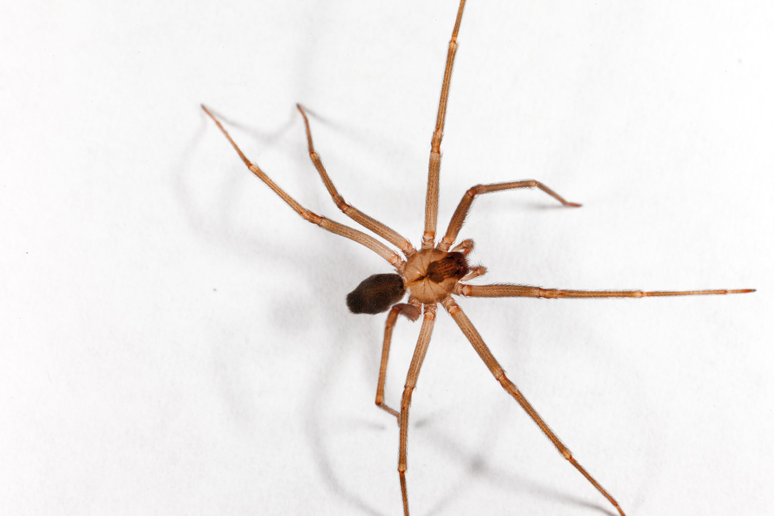 what should i do if there is recluse spider in my room (1)