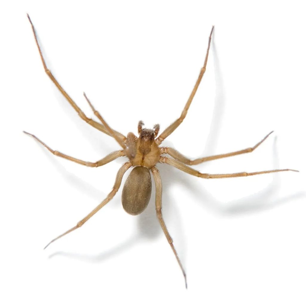 what should i do if there is recluse spider in my room (2)