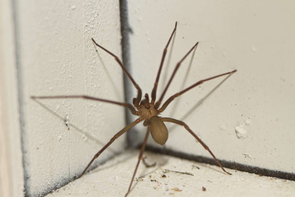 what should i do if there is recluse spider in my room (3)