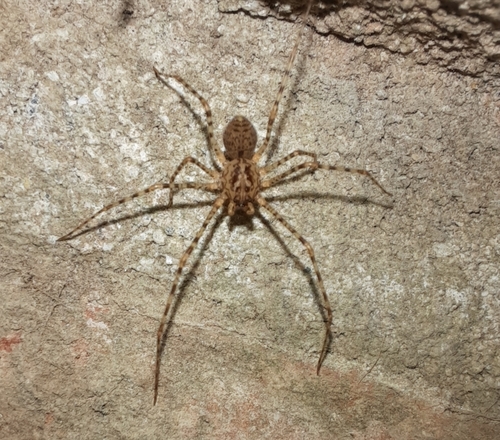 are scytodes globula poisonous (1)