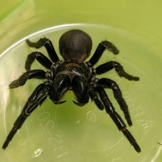 australian funnel web spider (1)