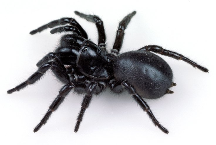 australian funnel web spider (2)