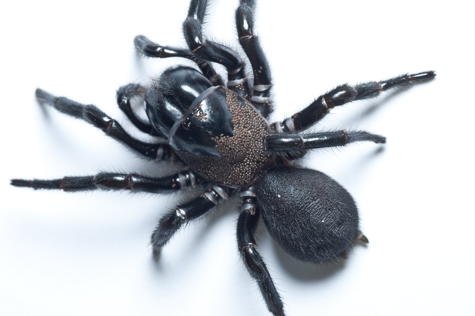 australian funnel web spider (3)