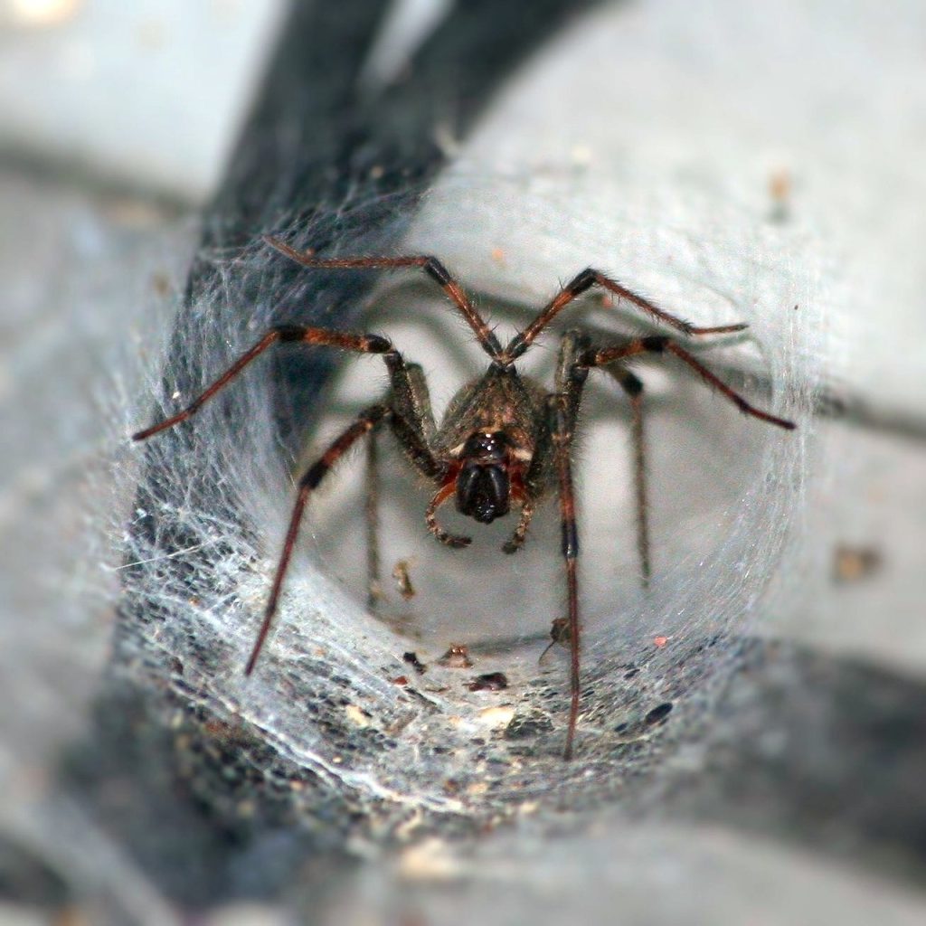 understanding the australian funnel web spider