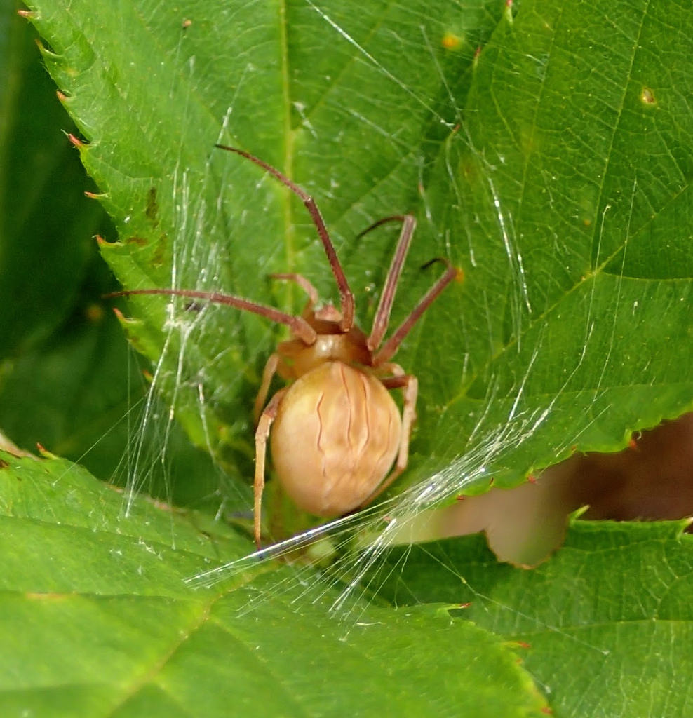 acacesia hamata (1)