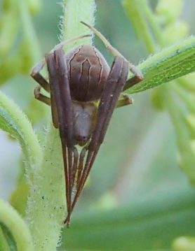 acacesia hamata (2)