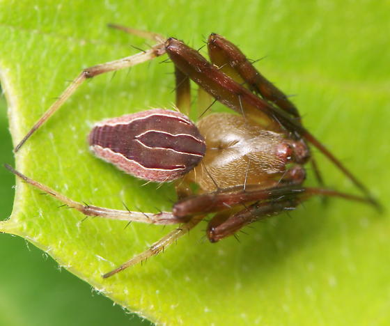 acacesia hamata (3)