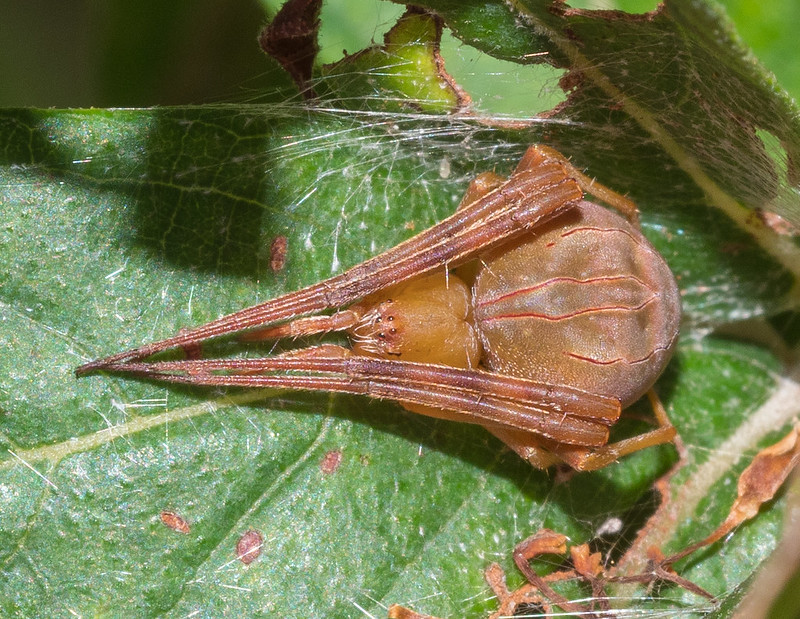 acacesia hamata (4)