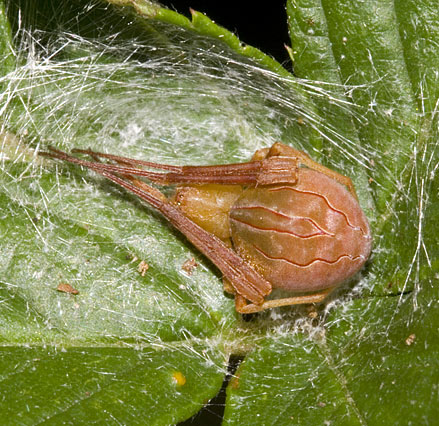 acacesia hamata (5)