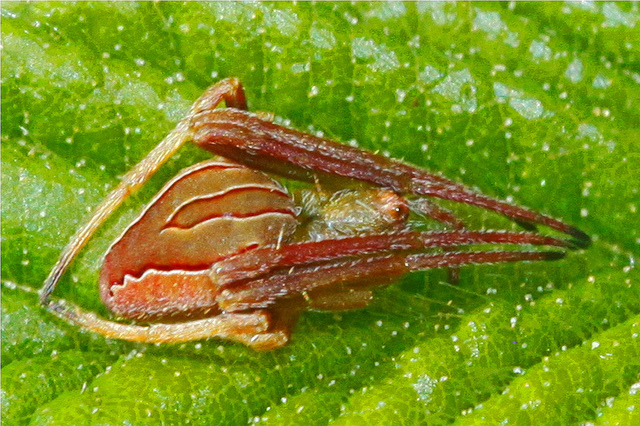 acacesia hamata (8)