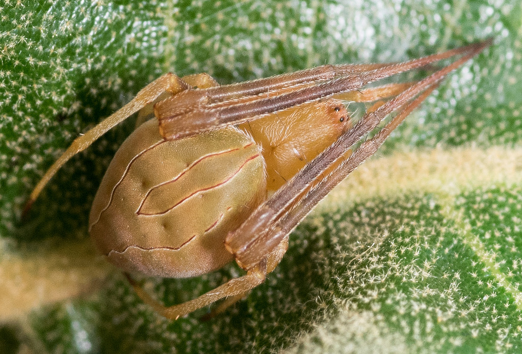 acacesia hamata (9)