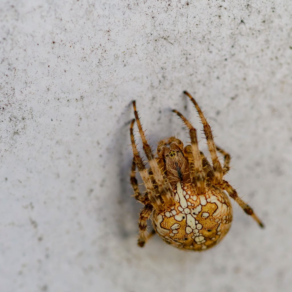 macro shot of a big european garden spider (araneus diadematus).