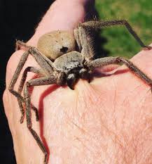 are huntsman spiders aggressive (1)